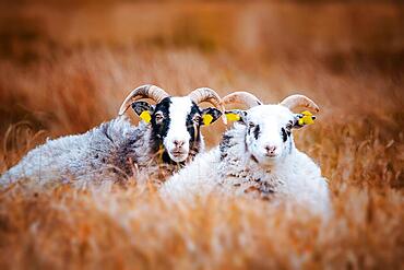 Cute goat couple relaxing in the tall grass on a rural meadow in the fall