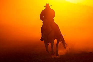 A Mexican Charro rounds up a herd of horses running through a field on a Mexican Ranch at sunrise