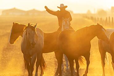 A herd of horses running through a field on a Mexican Ranch at sunrise