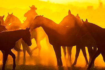 A herd of horses running through a field on a Mexican Ranch at sunrise