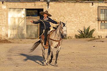 A young Mexican Charro rounds up a herd of horses running through a field on a Mexican Ranch at sunrise