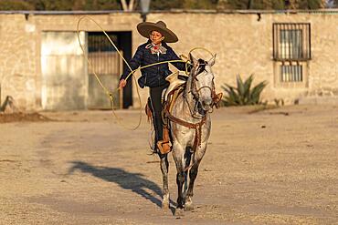 A young Mexican Charro rounds up a herd of horses running through a field on a Mexican Ranch at sunrise