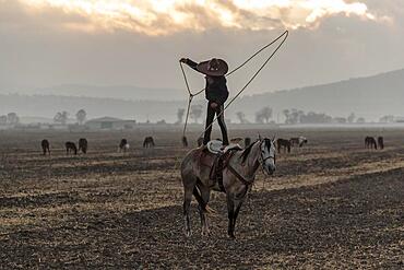 A young Mexican Charro rounds up a herd of horses running through a field on a Mexican Ranch at sunrise