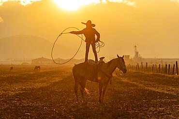 A young Mexican Charro rounds up a herd of horses running through a field on a Mexican Ranch at sunrise