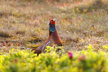 Pheasant (Phasianus colchicus), Island of Texel, Netherlands