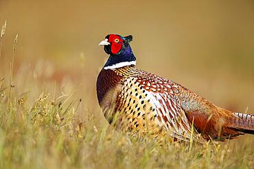 Pheasant (Phasianus colchicus), Island of Texel, Netherlands