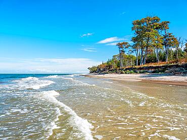 Coastal forest and surf, beech trees on the beach of the Baltic Sea, Graal-Mueritz, Mecklenburg-Western Pomerania, Germany, Europe