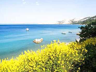 Broom (Genista), shrub with yellow flowers, a sea bay in the back, near Stara Baska, island of Krk, Kvarner Gulf Bay, Croatia, Europe