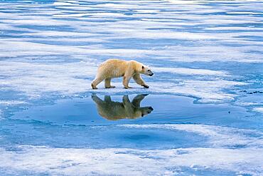 Polar bear (Ursus maritimus) walking on the ice with reflections in the water at Arctic, Svalbard, Spitsbergen, Norway, Europe