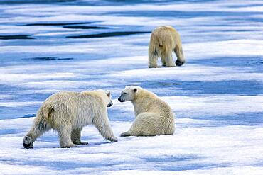 Polar bear with cubs on the ice in the Arctic, Spitsbergen, Svalbard, Norway, Europe