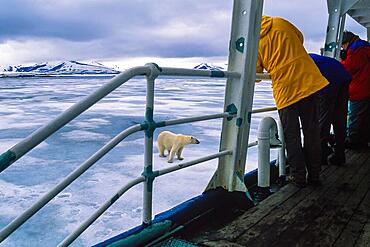 Tourists photographing Polar Bears from a ship in the Arctic, Spitsbergen, Svalbard, Norway, Europe