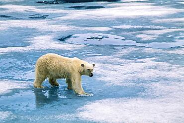 Polar bear (Ursus maritimus) walking on a melting ice in the arctic, Svalbard, Norway, Europe