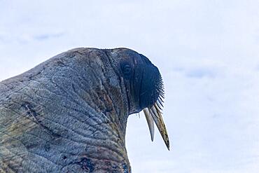 Close up at a Walrus (Odobenus rosmarus) with tusks in Arctic, Svalbard, Norway, Europe