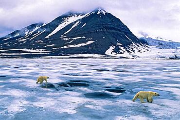 Polar bears (Ursus maritimus) walking on the ice on a fjord in a mountainous landscape in Svalbard, Svalbard, Norway, Europe