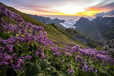 View over Saentis mountains into the valley of Meglisalp at sunrise, flowers at Rotsteinpass, high fog in the valley, Saentis, Appenzell Ausserrhoden, Appenzell Alps, Switzerland, Europe