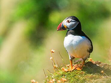 Atlantic Puffin (Fratercula arctica) in habitat