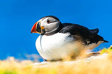 Atlantic Puffin (Fratercula arctica) in habitat