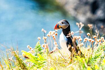 Atlantic Puffin (Fratercula arctica) in habitat