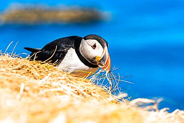 Atlantic Puffin (Fratercula arctica) in habitat