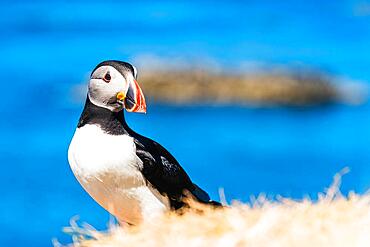 Atlantic Puffin (Fratercula arctica) in habitat