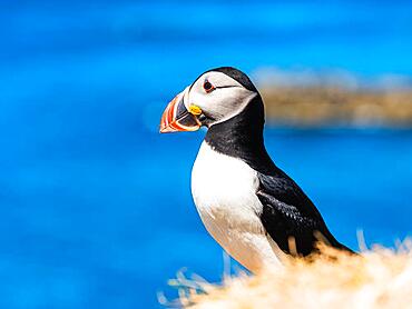 Atlantic Puffin (Fratercula arctica) in habitat