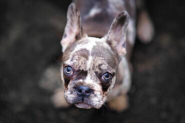 Young merle colored French Bulldog dog puppy with mottled patches looking up