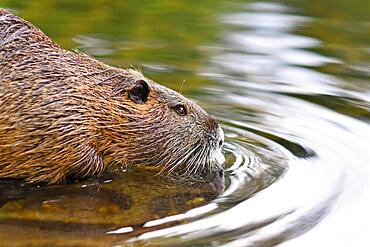 Invasive rodent called 'Myocastor Coypus', commonly known as 'Nutria', swimming in river