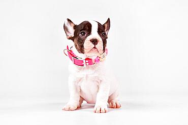 Pied French Bulldog dog puppy with woven flower collar