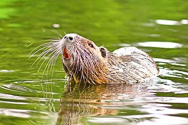 Invasive rodent called 'Myocastor Coypus', commonly known as 'Nutria', swimming in river with head raised