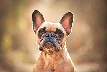 Portrait of fawn colored French Bulldog dog