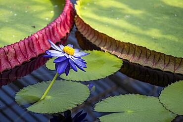 Waterlily in Kew Gardens, Giant Waterlily House, Royal Botanic Gardens (Kew Gardens), UNESCO World Heritage Site, Kew, Greater London, England, United Kingdom, Europe