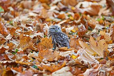 Little Owl (Athene noctua), sitting vigilantly on forest floor in an old Jewish cemetery, Czech Republic, Europe