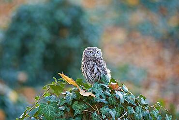 Little Owl (Athene noctua), alert on ivy-covered gravestone in an old Jewish cemetery, Czech Republic, Europe