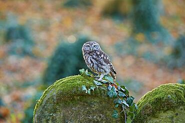 Little Owl (Athene noctua), alert on ivy-covered gravestone in an old Jewish cemetery, Czech Republic, Europe