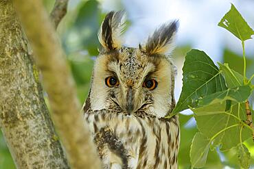 Long-eared owl (Asio otus) sitting in a tree, wildlife, Burgenland, Austria, Europe