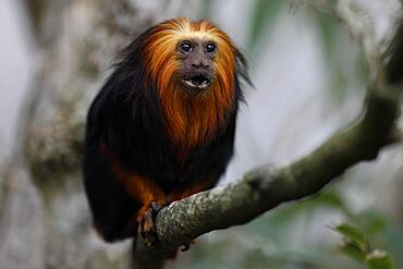 Golden-headed lion monkey (Leontopithecus chrysomelas), sitting on a branch, Germany, Europe