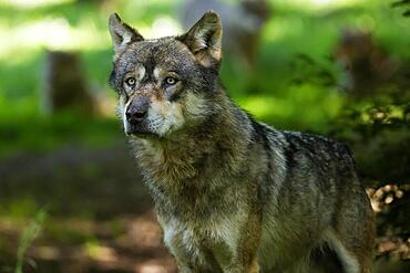 European gray wolf (Canis lupus) in the forest, animal portrait, France, Europe