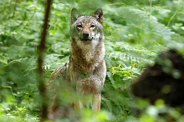 European gray wolf (Canis lupus) animal portrait, Germany, Europe