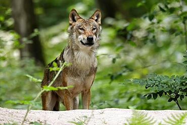 European gray wolf (Canis lupus) animal portrait, Germany, Europe