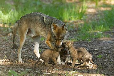 European gray wolf (Canis lupus) alpha wolf with pups, Germany, Europe