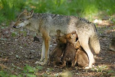 European gray wolf (Canis lupus) alpha wolf suckling pups, Germany, Europe