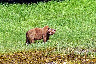 Grizzly bear standing in a meadow eating sedge, Khutzeymateen Grizzly Bear Sanctuary, Prince Rupert, British Columbia, Canada, North America