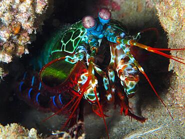 Peacock mantis shrimp (Odontodactylus scyllarus), Sodwana Bay National Park dive site, Maputaland Marine Reserve, KwaZulu Natal, South Africa, Africa