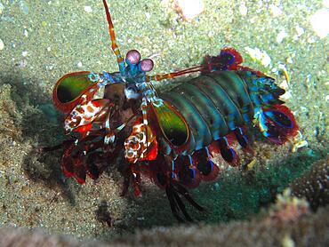 Peacock mantis shrimp (Odontodactylus scyllarus), Sodwana Bay National Park dive site, Maputaland Marine Reserve, KwaZulu Natal, South Africa, Africa