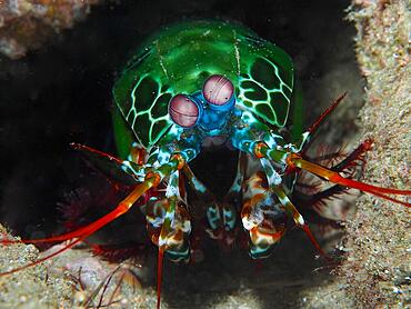 Peacock mantis shrimp (Odontodactylus scyllarus), Sodwana Bay National Park dive site, Maputaland Marine Reserve, KwaZulu Natal, South Africa, Africa