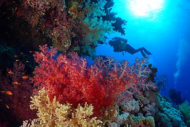 Hemprich's tree coral (Dendronephthya hemprichi) and backlit diver, Fury Shoals reef dive site, Red Sea, Egypt, Africa