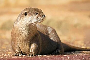 Oriental small-clawed otter (Amblonyx cinerea), adult, recumbent, sand, alert, captive