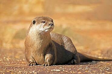 Oriental small-clawed otter (Amblonyx cinerea), adult, recumbent, sand, alert, captive