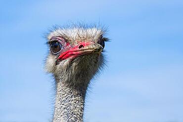 Portrait of an ostrich in an ostrich farm, with blue sky as background