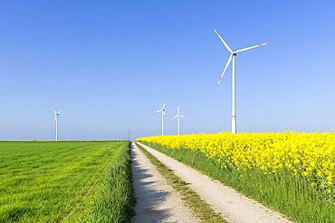 Symbolic image wind energy, energy transition, wind farm, wind turbine, wind turbine, rape field, field path, Swabian Jura, Baden-Wuerttemberg